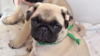 Pug Pedigree CBKC