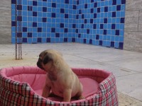 Filhotes Pug – schnauzer – yorkshire