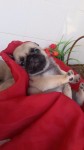 Pug Pedigree CBKC