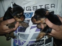 Vendo lindas filhotes de York