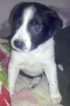 Border Collie – Pronta Entrega