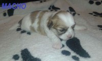 Filhotes de Lhasa Apso