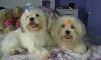 Filhotes de Lhasa Apso