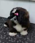 Lhasa apso fêmea de 4 meses