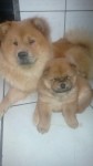 Chow chow