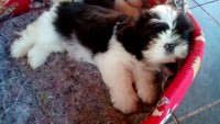 Lindos Filhotes de Shih-Tzu
