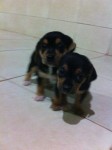 Filhotes De Pinscher Fêmeas
