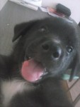 pastor belga 2 meses