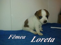 Jack Russell Terrier