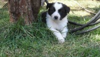 Border Collie – Pronta Entrega