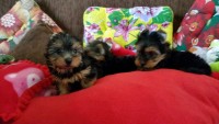 Lindos Filhotes de Yorkshire Terrier