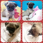 Pug fêmea