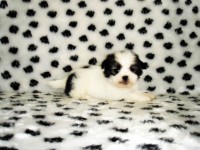 Filhotes de Lhasa Apso machos e fêmeas em ate 12 x no cartão