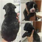 Vendo filhotes bulldog frances (11/04/2015)