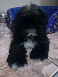 Venda de Shih tzu macho (filhote)