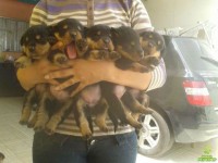 Rottweiler