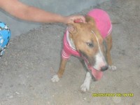 vendo filhotes Bull Terrier