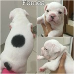 Vendo filhotes bulldog frances (11/04/2015)