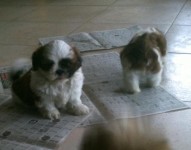 Lindos filhotes de Shih-Tzu
