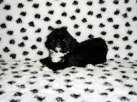 Filhotes de Shih Tzu machos e fêmeas em ate 12 x no cartão