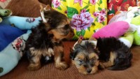 Lindos Filhotes de Yorkshire Terrier
