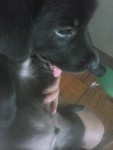 pastor belga 2 meses