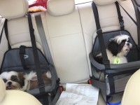 2 shih tzu com pedigree