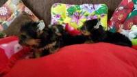 Lindos Filhotes de Yorkshire Terrier