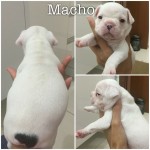 Vendo filhotes bulldog frances (11/04/2015)