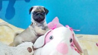 Pug fêmea