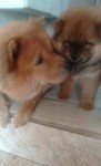 Chow chow