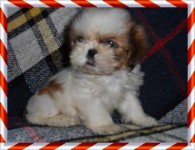 Shih tzu ótima linhagem