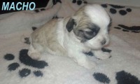 Filhotes de Lhasa Apso