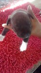 Lindos pit bulls
