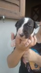vendo filhotes Bull Terrier