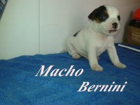 Jack Russell Terrier
