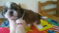 Lindos filhotes shih tzu