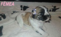 Filhotes de Lhasa Apso