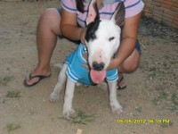 vendo filhotes Bull Terrier