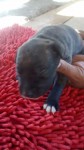 Lindos pit bulls