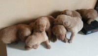 Filhotes de golden retriever
