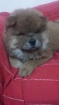 Chow chow