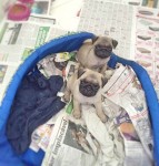 Pug fêmea