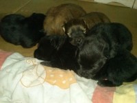 Filhotes de chow chow