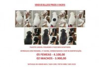 Vendo filhotes bulldog frances (11/04/2015)