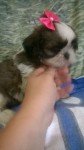 Lindos filhotes shih tzu