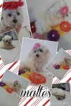 Maltes femea 3 meses