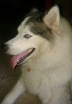 Filhotes de HUsky Siberiano