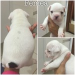 Vendo filhotes bulldog frances (11/04/2015)