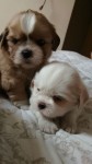 Filhotes de Shih Tzu